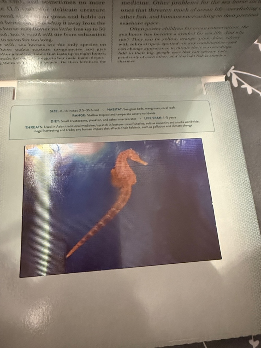 Ocean Photicular Book — Blue and Teal Hardcover - Picture 3 of 9